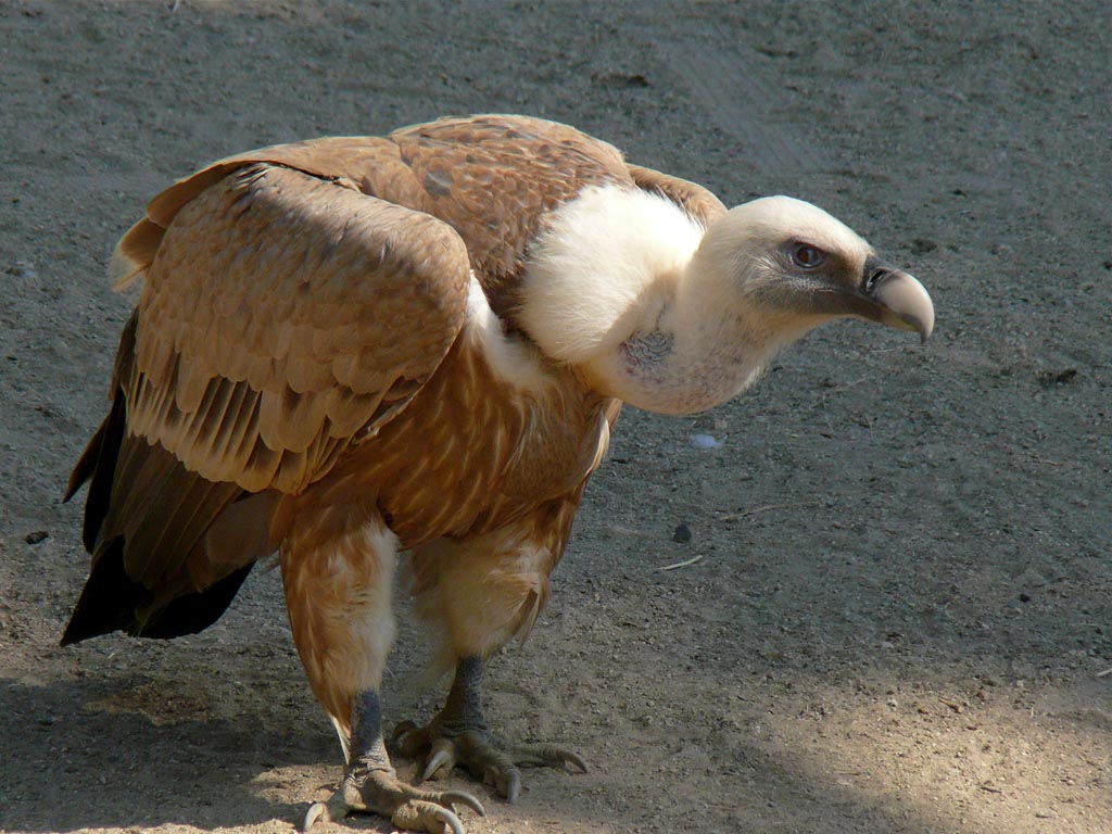 Vulture,_Griffin_IngridTaylor.jpg