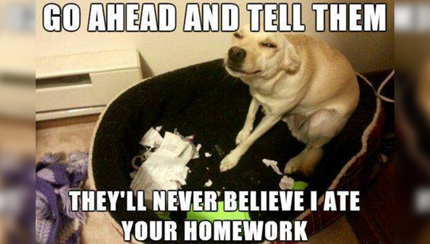 dog-homework1.jpg