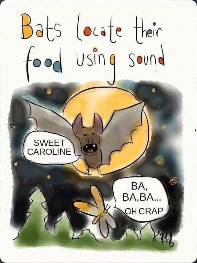 bats_sweet.jpg