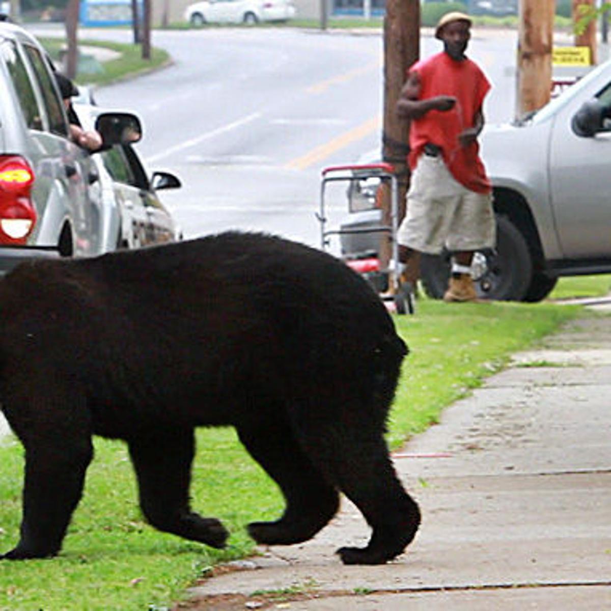 bear in greensboro.jpg