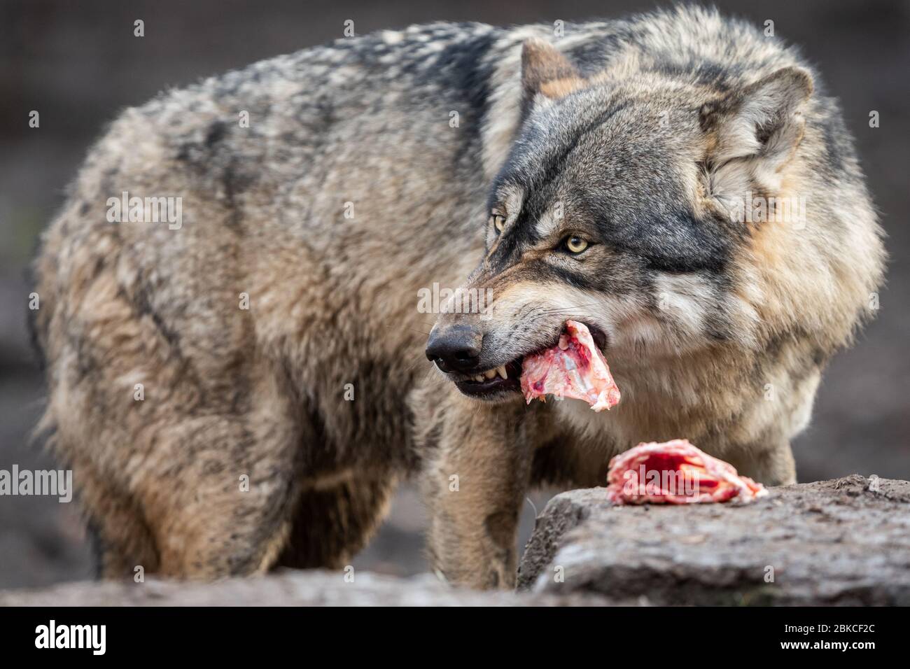 grey-wolf-eating-meat-in-the-forest-2BKCF2C.jpg