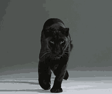 panther.gif