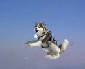 Flying Husky #1.jpg