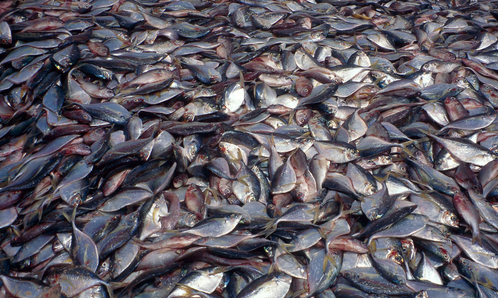 Overfishing-1600x1200px.jpg