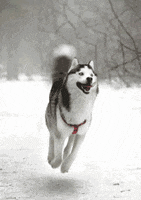 snow huskies GIF