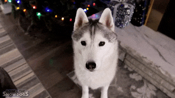Lets Go Ok GIF by Gone to the Snow Dogs