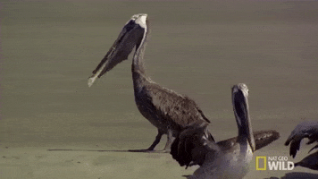 pelican GIF by Nat Geo Wild
